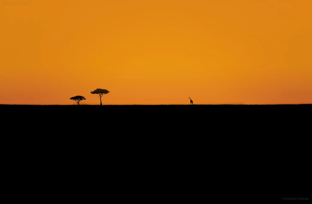 Silhouette Photography for Beginners